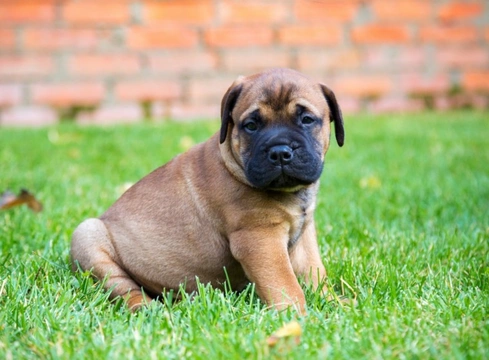 10 Essential Things to Know Before Buying a Bullmastiff