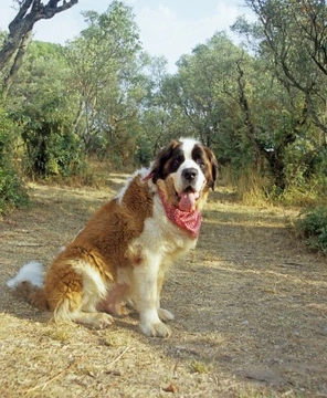 8 Good Reasons to Add Olive Oil to Your Dog's Diet