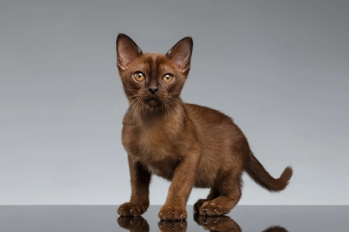 Flat Chested Kitten Syndrome (FCKS): Causes, Symptoms & Care