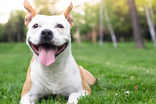 Why Does My Dog Keep Getting Hiccups? Causes & Solutions