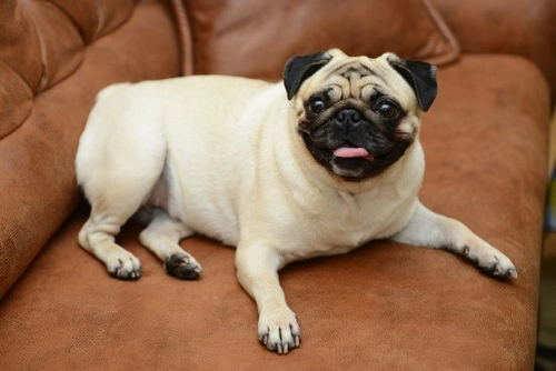Dominant vs Stubborn Dog Behaviour: Key Differences Explained