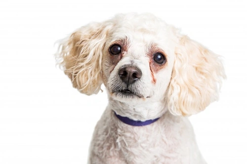 Tear Stains in Poodle Dogs: Causes and Care Tips