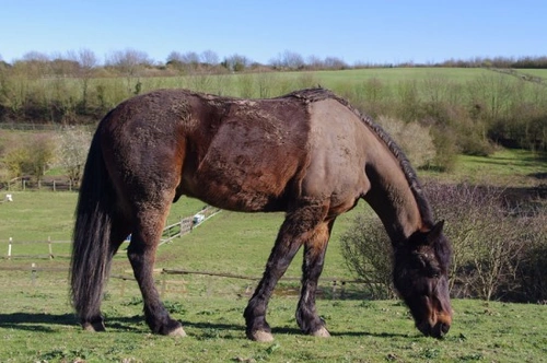 Should You Clip Your Horse or Pony? Winter Clipping Guide