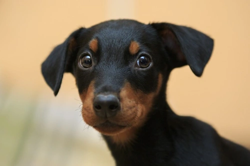5 More Common Mistakes to Avoid With Your New Puppy
