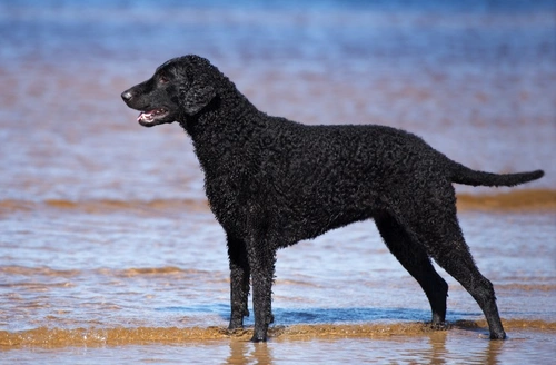 5 rasgos clave del carácter del Curly Coated Retriever