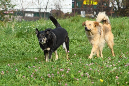 The Chinook: A Rare and Loving Medium-Large Dog Breed