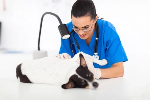 Ringworm in Dogs: Causes, Symptoms & Treatment Guide