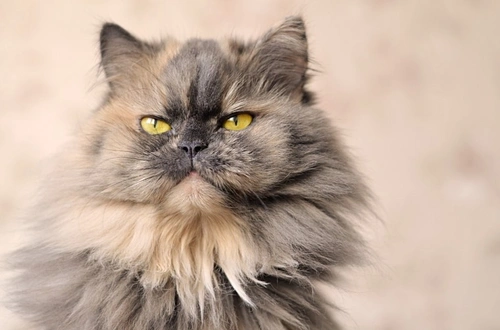 Cuidado del Gato Persa: Guía Esencial de Salud y Peluquería