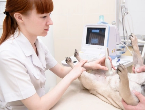 Cómo manejar embarazos no deseados en perros de forma segura