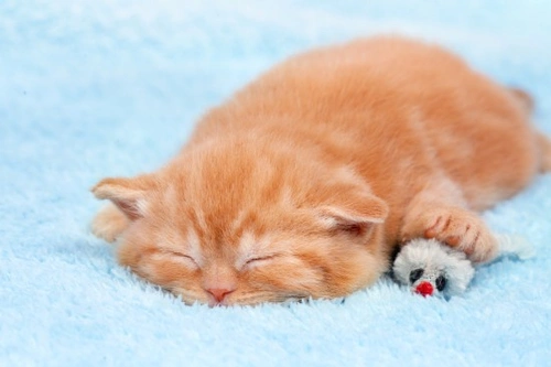 5 Odd Things Cats Often Do: Surprising Feline Behaviours