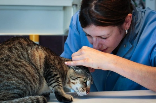 Ringworm in Cats: Causes, Symptoms & Treatment Guide