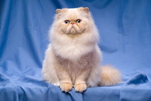 Cómo Preparar a tu Gato para una Exposición: Guía Completa