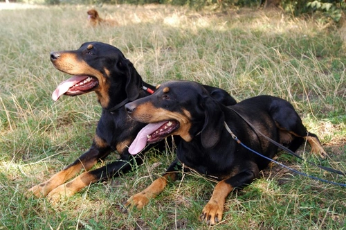 Transylvanian Hound: Loyal, Handsome Companion & Care Guide