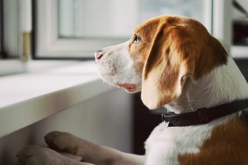 5 Essential Dog Health Articles UK Owners Should Read