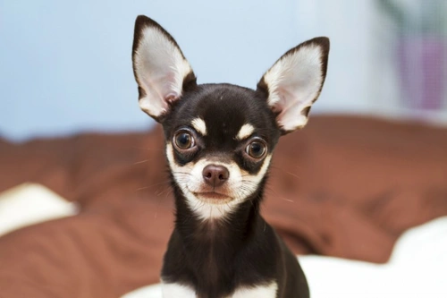 2025 UK Guide to Chihuahua Inter-Coat Breeding & Registration