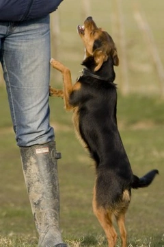 How to Manage Attention Seeking Dogs: Expert Training Tips