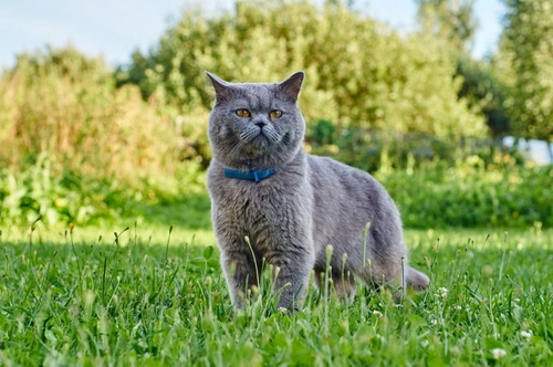 Why do some cats hunt but not kill? Explained