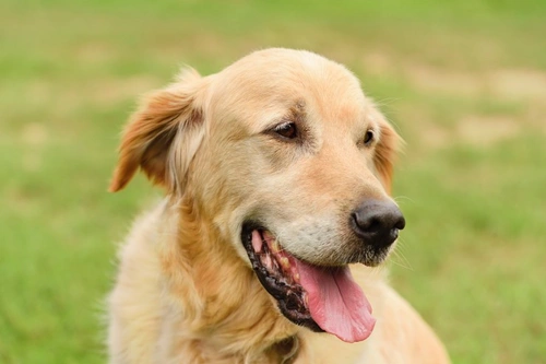 6 subtle dog health symptoms easy to miss