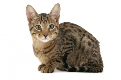 Serengeti Cat Guide: Appearance, Temperament & Recognition