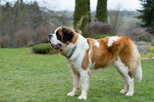 3 Cachorros Adorables que Crecen Hasta Ser Perros Gigantes