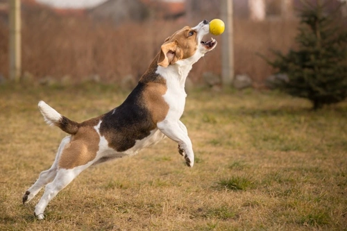 Cuánto ejercicio necesita realmente tu perro