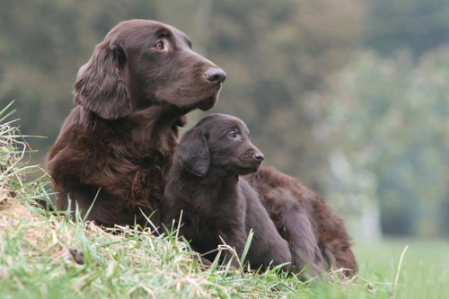 7-Step Guide to Introducing Puppy to Male Dog in UK 2025