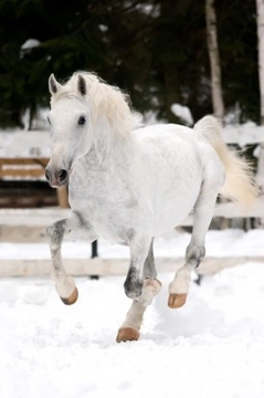 The History of the Lipizzan: An Aristocratic Ancient Horse Breed