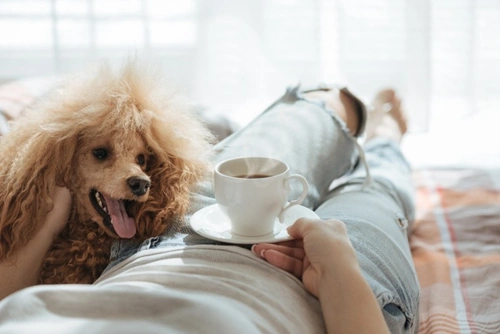 Top 5 Fatal Food Poisons for Dogs in the UK