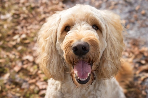 Leukocytosis in Dogs: Causes, Diagnosis & Care
