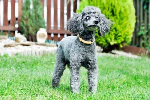 Progressive retinal atrophy (PRA) in dogs: Symptoms & care