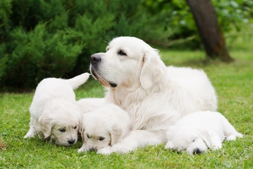 Bitches in Season: Top 10 FAQs Answered for UK Dog Owners