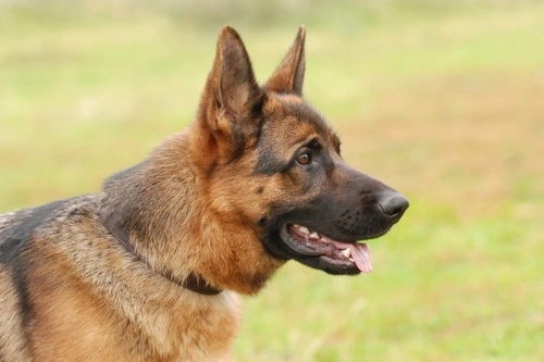 Nasal tumours in dogs: symptoms, treatment & prognosis