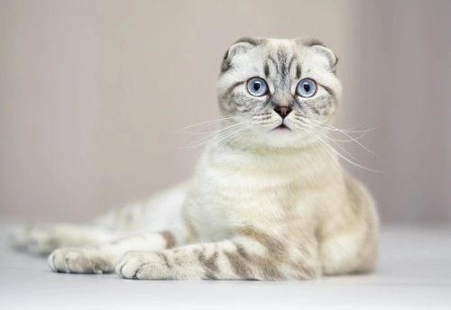 Osteodystrophy in Scottish Folds: A Congenital Health Guide
