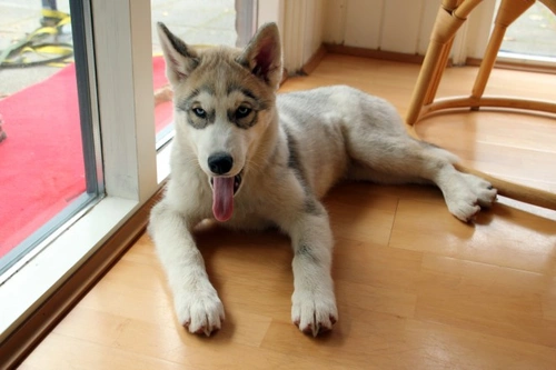 Is Laminate Flooring Safe for Dogs? Risks & Solutions