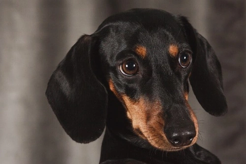 Epilepsia en perros: síntomas y tratamiento