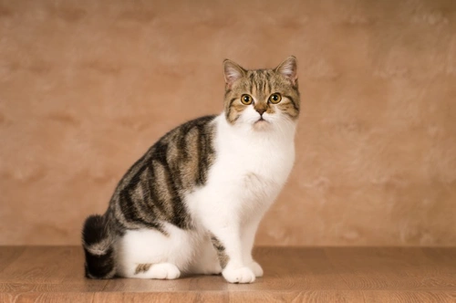 Cat lifespan: Understanding the life expectancy of cats