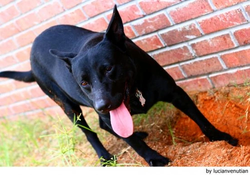 Y… ¿dónde alojo a mi perro?, ¿dónde lo meto?