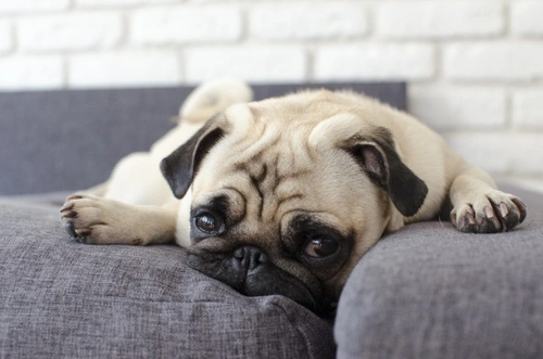 Five life events that affect your dog and how to help them