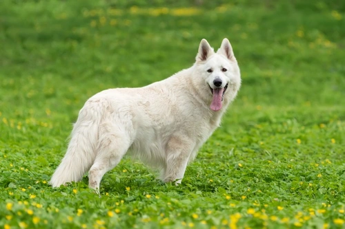 Newly Approved Dog Breeds Crufts 2019: Latest KC Recognitions