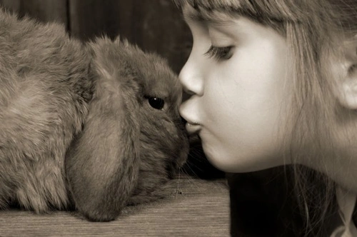 Is A Rabbit The Right Pet For You? Key Insights 2025