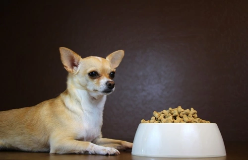 Why Antioxidants in Dog Food Matter for Your Dog’s Health
