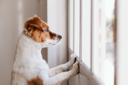 Helping self-isolating dog owners safely during Covid-19
