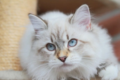 Preguntas frecuentes sobre la esterilización de gatos