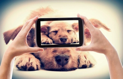 How to Get Your Dog to Cooperate for Photographs