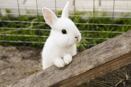 Brilliant Bunnies – The 2025 A to Z of Rabbit Care