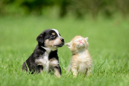 Emergency Pet Checklist: 9 Essential Steps to Prepare