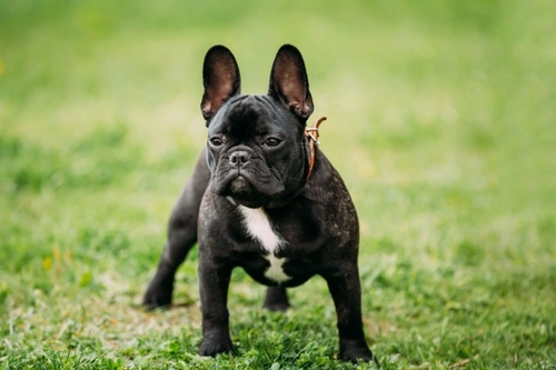 UK vs USA: Comparing Popular Dog Breeds in 2025