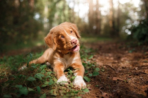 Can eating chewing gum harm your dog? Risks explained