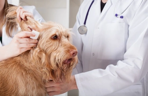 Otitis Externa in Dogs: Causes, Symptoms and Care