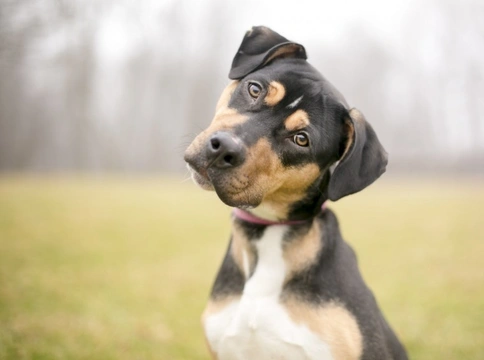 What is a dog breed? Understanding the term correctly